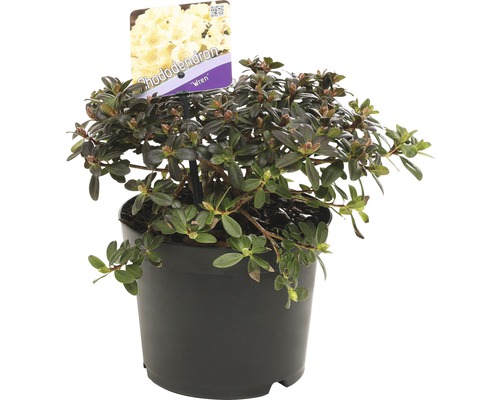 FLORASELF® Rhododendron 'Wren' Ø17 cm geel