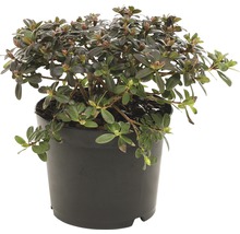 Rhododendron in pot