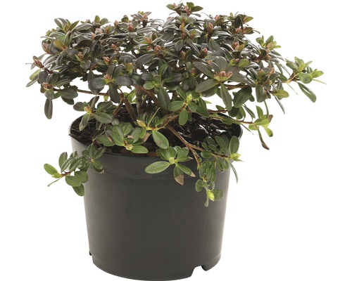 Rhododendron in pot
