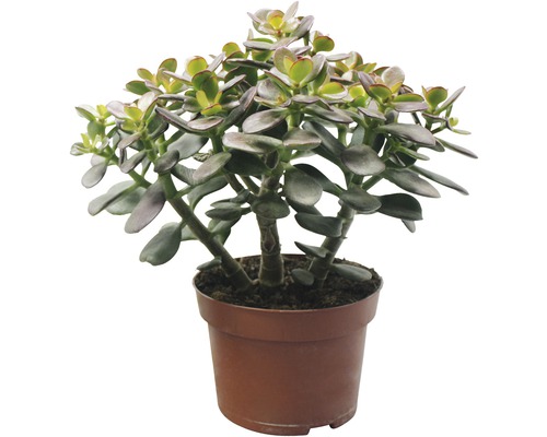 Geldboom kamerplant in pot