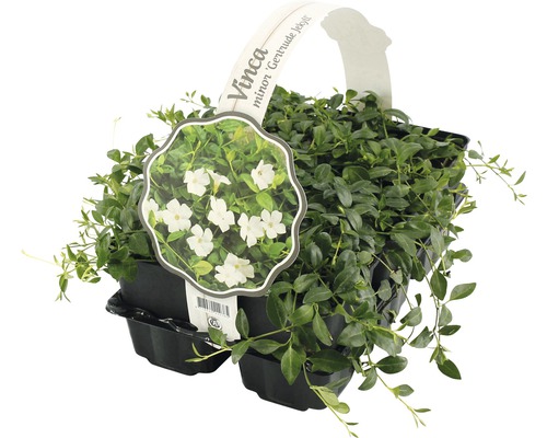 Maagdenpalm Vinca minor Gertrude Jekyll in pot