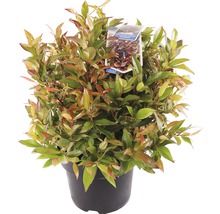 FLORASELF Druifheide Leucothoe 'Zeblid' potmaat Ø 23 cm H 30-40 cm