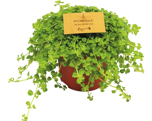 Pilea Depressa kamerplant in pot