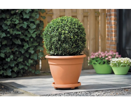 Buxusbol in plantenpot op terras