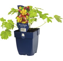 Aquilegia Crimson Star plant in pot
