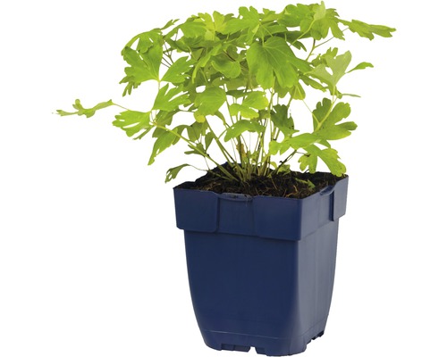 Corydalisplant in een pot