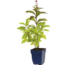 FLORASELF Leverkruid Eupatorium maculatum Ø 11 cm