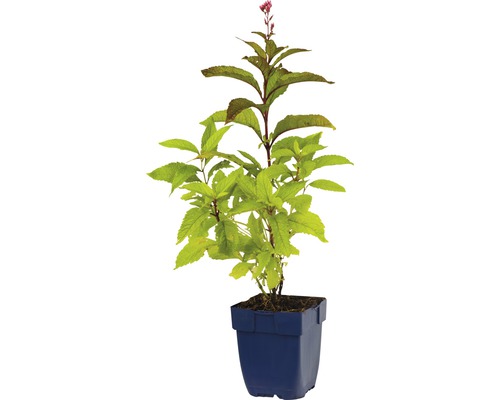 Bloeiende plant in pot