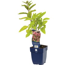 FLORASELF Leverkruid Eupatorium maculatum Ø 11 cm