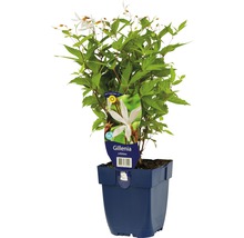 Indiase brandnetel Gillenia trifoliata in pot