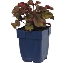 Purperklokje plant in pot