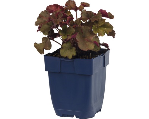 Purperklokje plant in pot