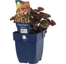 Heuchera Melting Fire plant in pot