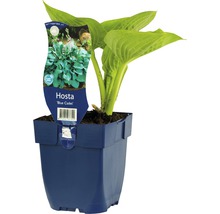 Hosta ''Blue Cadet'' in pot