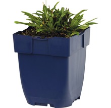Plant in een blauwe plantenbak