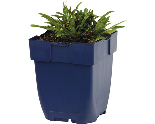 Plant in een blauwe plantenbak