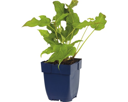 Duizendknoop in een pot