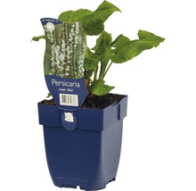 Duizendknoop ''Alba'' plant in pot