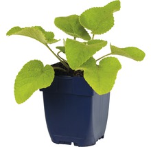 Salie in pot