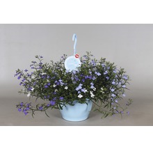 Hangplant met blauwe en witte bloemen in pot