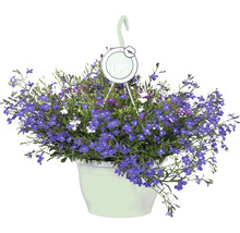 FLORASELF Lobelia Trixie hangplant potmaat Ø 25 cm