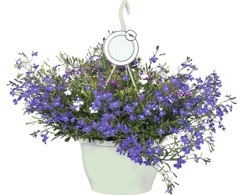 Hangpot met bloeiende Lobelia''s in een pot