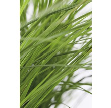 Grasstengels in detail