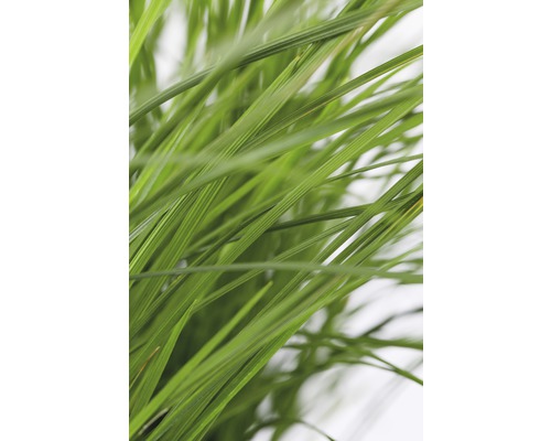 Grasstengels in detail