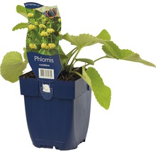 Phlomis russeliana in pot