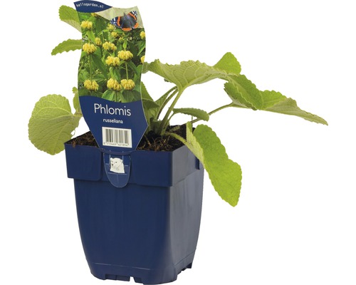 Phlomis russeliana in pot