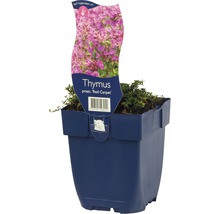 FLORASELF Tijm Thymus praecox Ø 11 cm