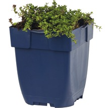 Thijmplant in een blauwe plastic pot