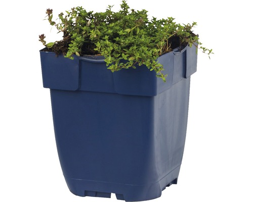 Thijmplant in een blauwe plastic pot