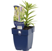 Veronicastrum jonge plant in pot