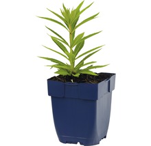 Jonge plant in een pot