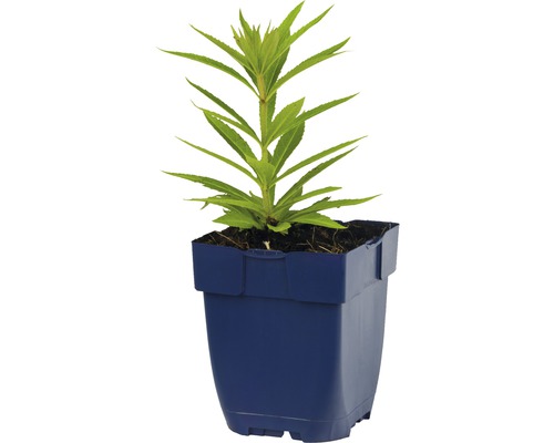 Jonge plant in een pot
