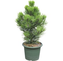 Pijnboom in pot