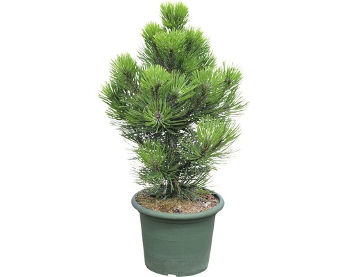 BOTANICO Den Pinus leucodermis 'Malinki' potmaat Ø 27 cm H 40-50 cm