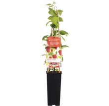 FLORASELF Herfstframboos Rubus ideaus autumn bliss potmaat Ø 10 cm ood