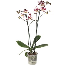 Orchidee in pot