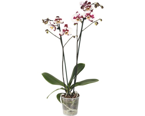 Orchidee in pot