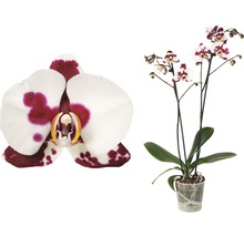 Orchidee met witte en rode bloemen in pot