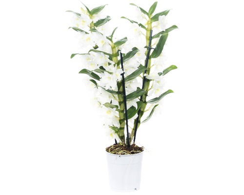 FLORASELF® Orchidee Dendrobium Nobile 'Apollon' 3-tak wit potmaat Ø 12 cm Dendrobium Nobile plant met witte bloemen in pot