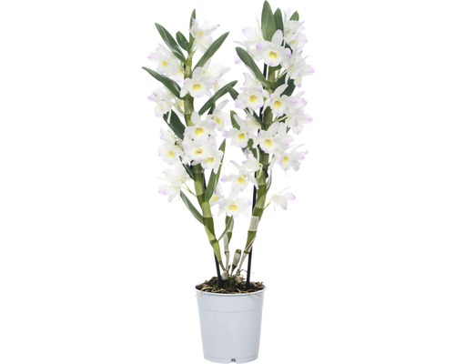 FLORASELF® Orchidee Dendrobium Nobile 'Kumiko' 2-tak wit/roza potmaat Ø 12 cm