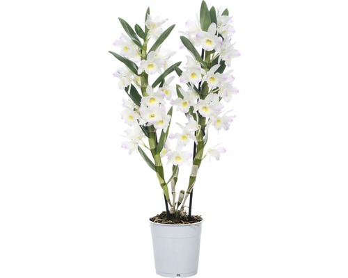 FLORASELF® Orchidee Dendrobium Nobile 'Kumiko' 2-tak wit/roza potmaat Ø 12 cm Dendrobium Nobile kamerplant in pot