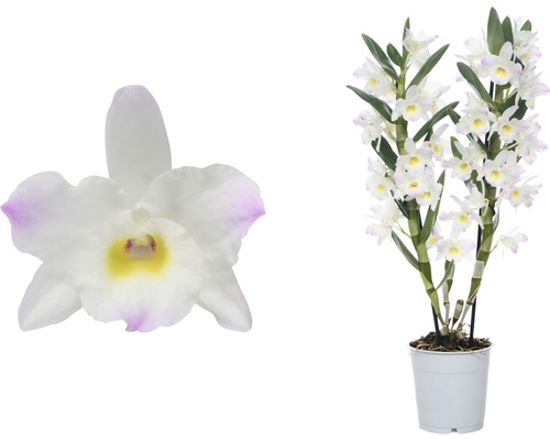 Dendrobium Nobile kamerplant met witte bloemen in een pot