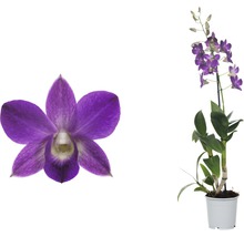 FLORASELF® Orchidee Dendrobie Sa-Nook 'Blue Happiness' blauw/lila potmaat Ø 11 cm