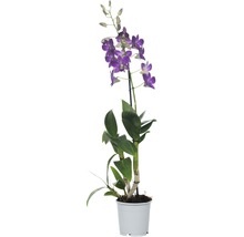FLORASELF® Orchidee Dendrobie Sa-Nook 'Blue Happiness' blauw/lila potmaat Ø 11 cm