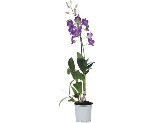 FLORASELF® Orchidee Dendrobie Sa-Nook 'Blue Happiness' blauw/lila potmaat Ø 11 cm