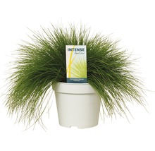 Ruwstengelhooi ''Intense'' in pot